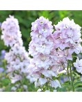 Дельфініум Magic Fountains Cherry Blossom White Bee у цвітінні